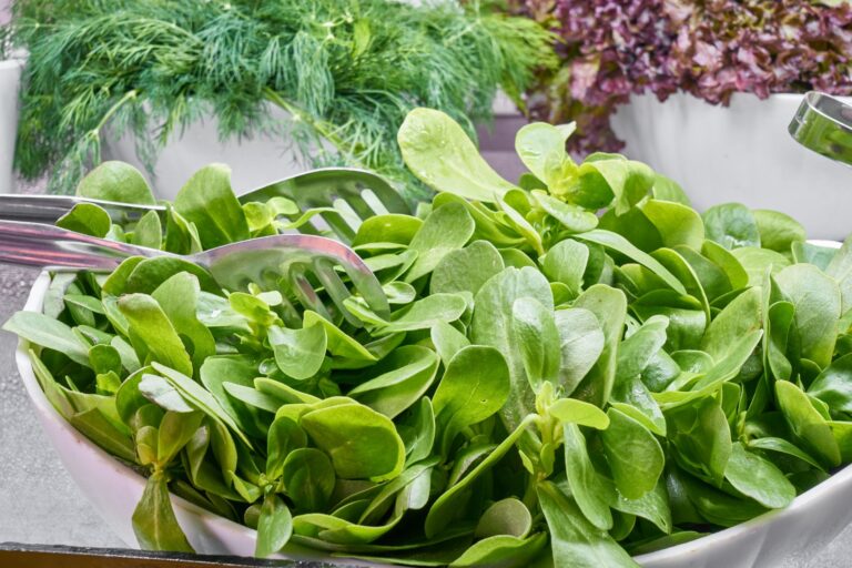 Saladier de légumes à feuilles vertes, principales sources alimentaires de vitamine B9